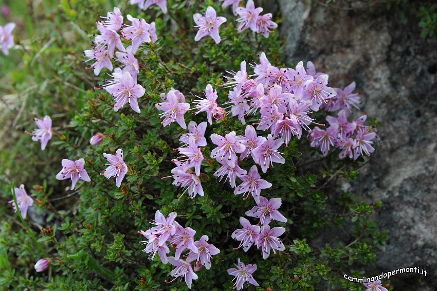 046 Rododendro cistino.JPG